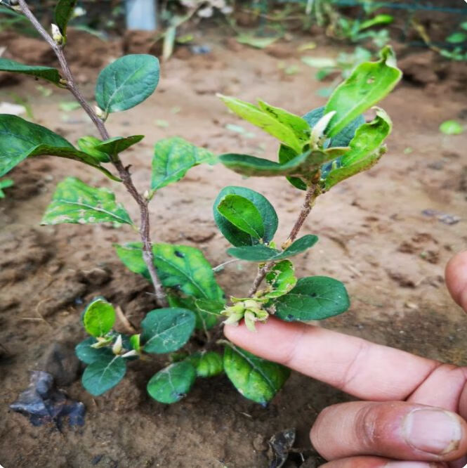 雪沫老鸦柿杯苗可挂果两年苗老鸦盆景苗金弹子盆景日本老鸦 煤宝母苗