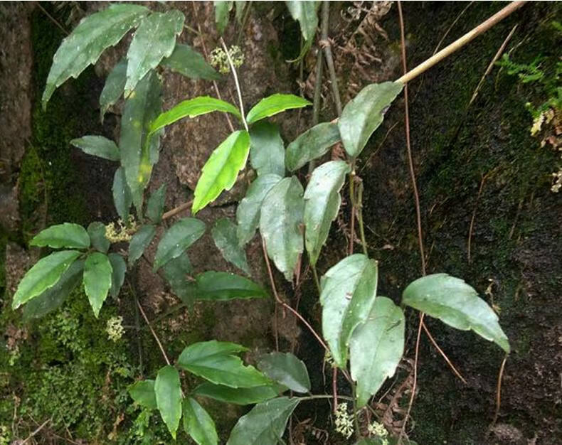 贵州野生三叶青干品 中药材石老鼠金线吊葫芦 精选野生250克【图片