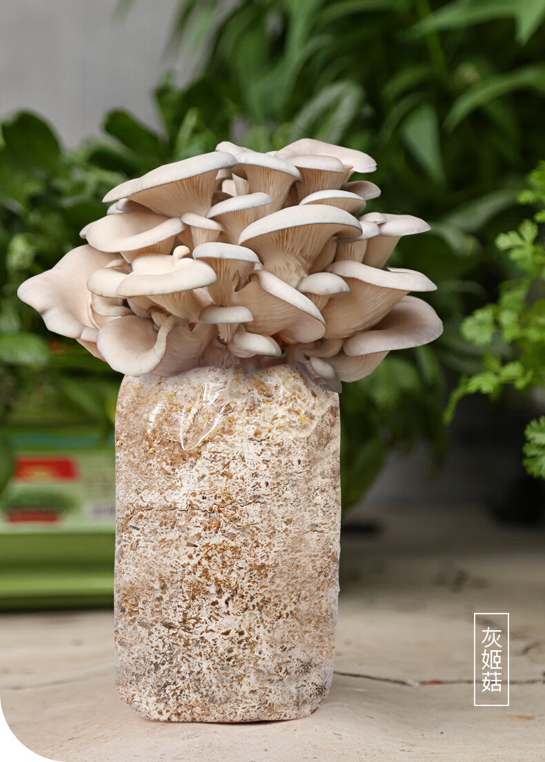 菌包蘑菇种植包菇种植菌种家种磨菇菌菇金针菇家庭平菇室内食用 浅