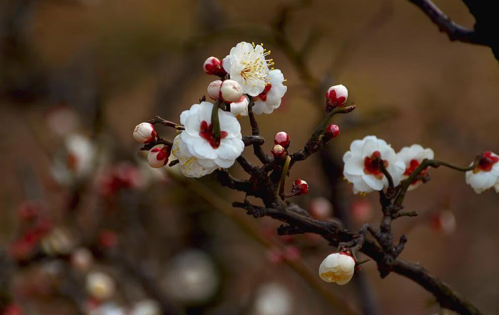 奇特的梅花品种原生龙游梅枝如游龙造型奇特花卉盆景室内盆栽5号龙游