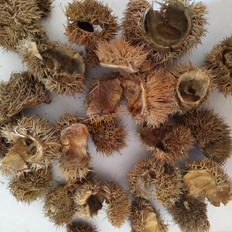 板栗壳广西中药材栗毛球栗毛壳栗刺壳风栗壳板栗壳斗500g精选板栗壳