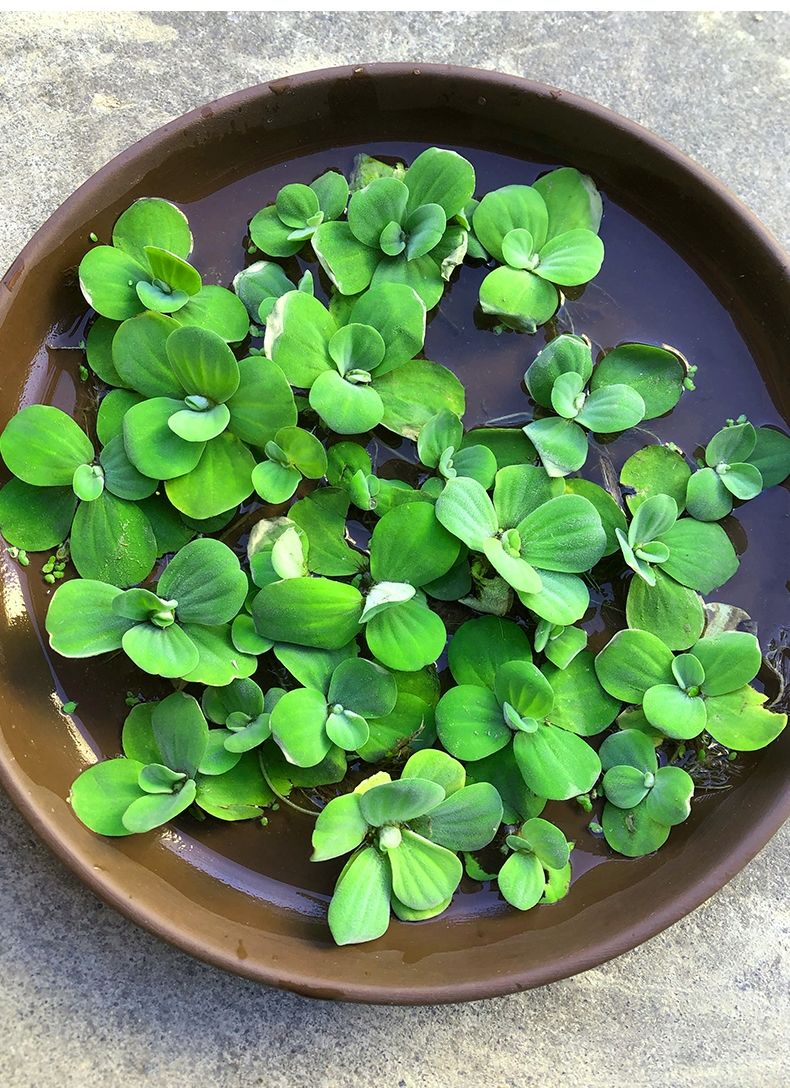 浮萍水草植物造景净化水质的养龟缸养鱼缸用品漂浮水芙蓉苗水葫芦水