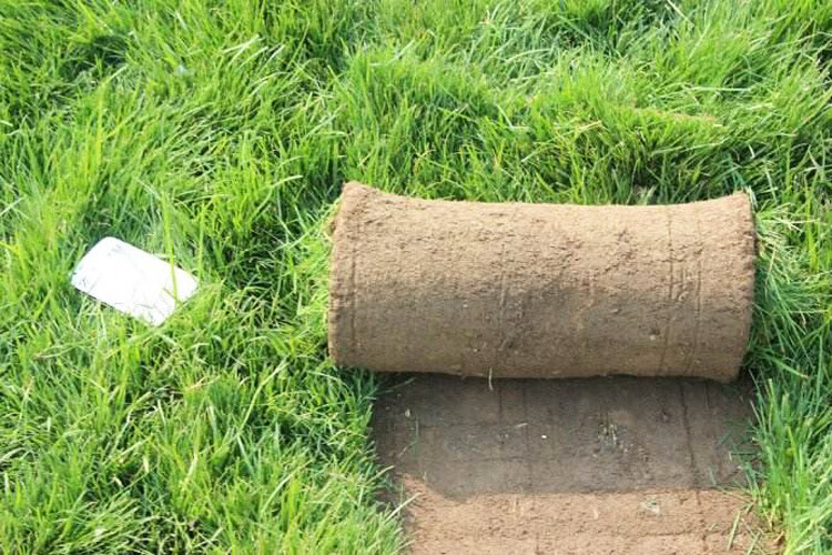 高羊茅草籽草坪种子耐寒耐旱耐践踏四季常青庭院别墅护坡工程绿化 高