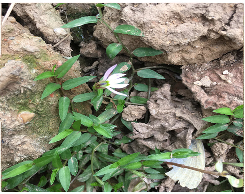 500g】 天然野生半边莲 半边连 半边花 细米草 新鲜 干中药材中草药