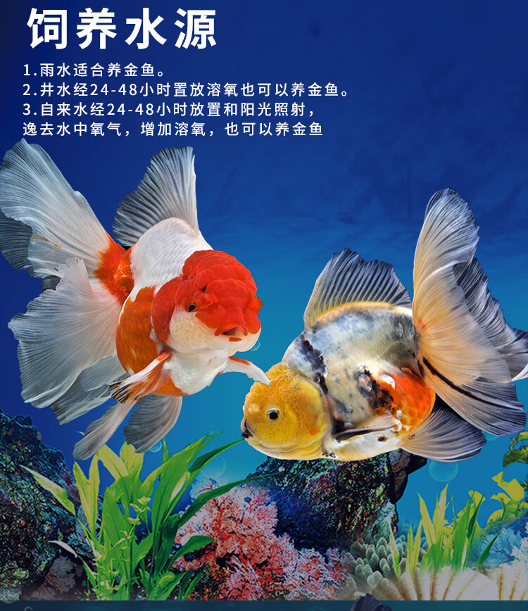 森悠 Saryor 精品泰狮金鱼淡水冷水观赏鱼活体百褶泰狮宠物金鱼国粹6 8cm百褶泰狮3条 颜色随机 图片价格品牌报价 京东