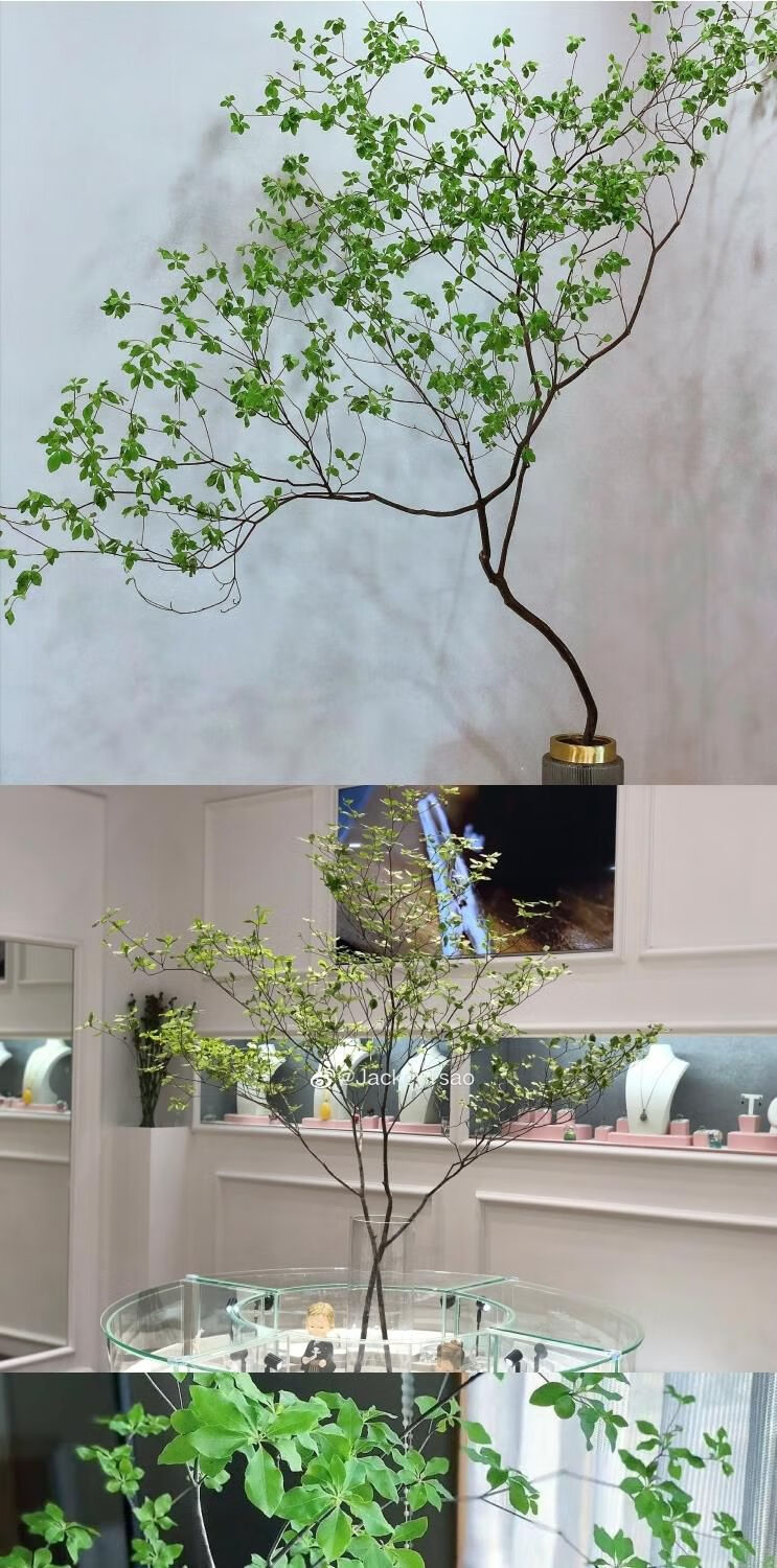 日本进口吊钟鲜切植物水培树枝室内家居水养枝条节日520网红观叶吊钟