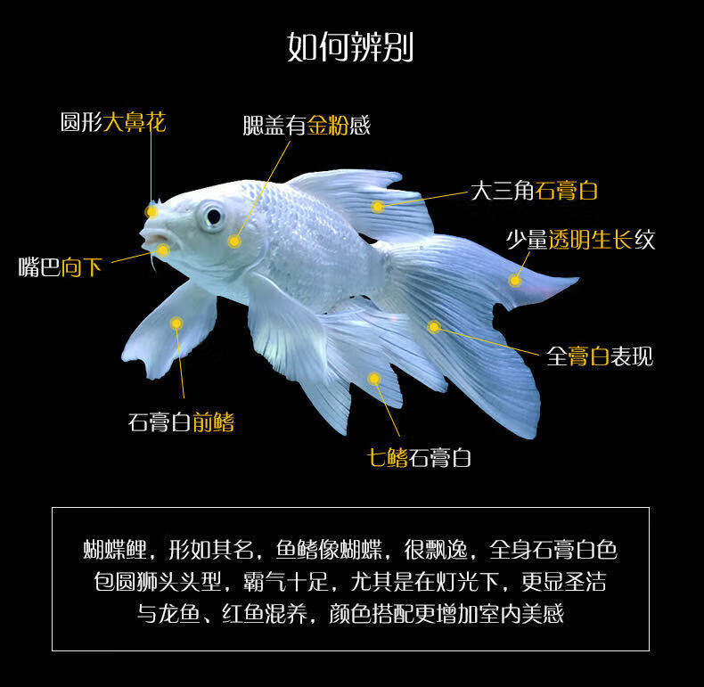 麦基乐观赏鱼球体蝴蝶鲤鱼活体短身贵妃龙鲤纯种大尾冷水鱼锦鲤鱼苗