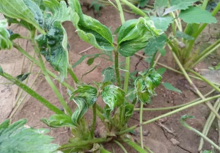 瀚鑫辛菌胺醋酸盐桃树农细菌性穿孔专用植物药剂月季四霉素高效杀菌剂