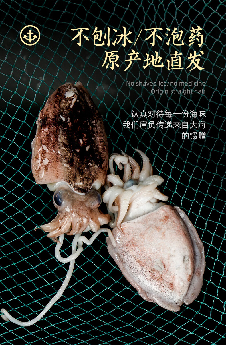 新鲜大墨鱼乌贼 东海海鲜水产鲜活冷冻大目鱼头足类2头/斤【图片 价格