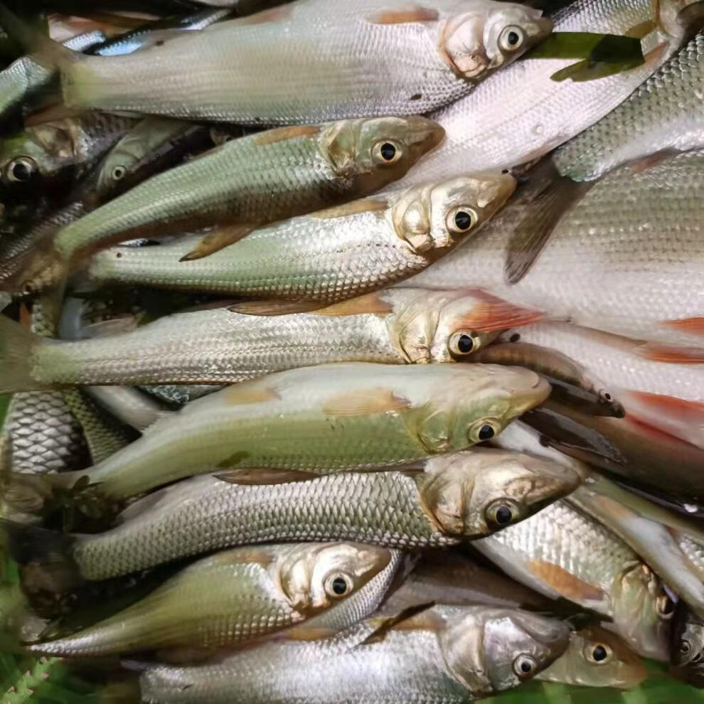 现杀鲜活马口鱼 小河鱼桃花鱼 新鲜溪流鱼 淡水鱼 马口鱼 桃花鱼 半斤