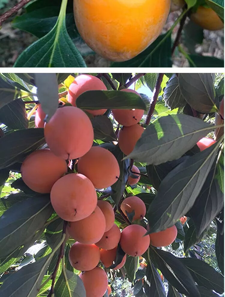 放软吃珍珠小柿子珠蜜柿新鲜迷你吊红软甜一口吸火罐火晶柿子 放软吃