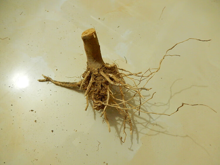 构趣白茄根中药材白茄根茄子根茄母茄根无硫干货500克