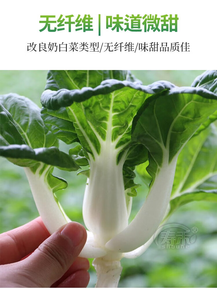 奶白菜种子种籽四季奶油小青菜阳台秋冬季盆栽籽种油菜蔬菜孑菜籽金地