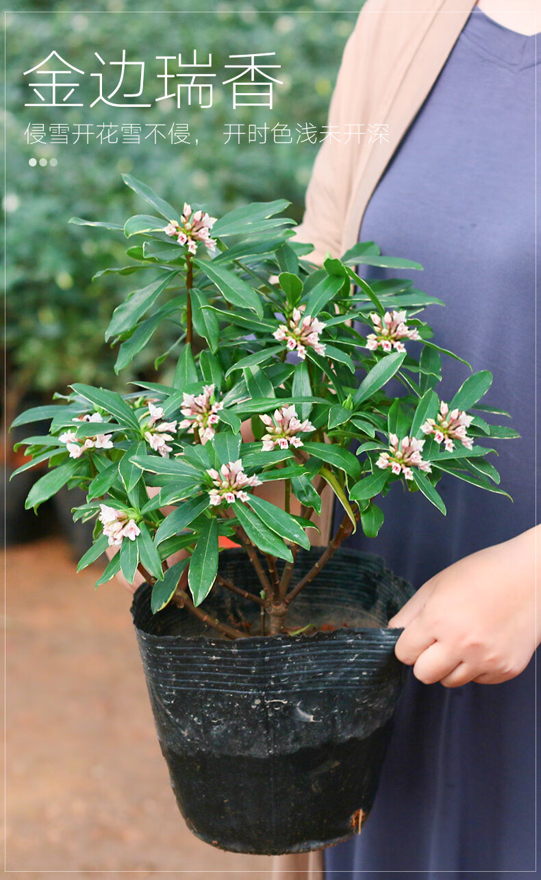 是否含花盆:不含盆适用空间:庭院,阳台,客厅品种:瑞香类别:木本花卉