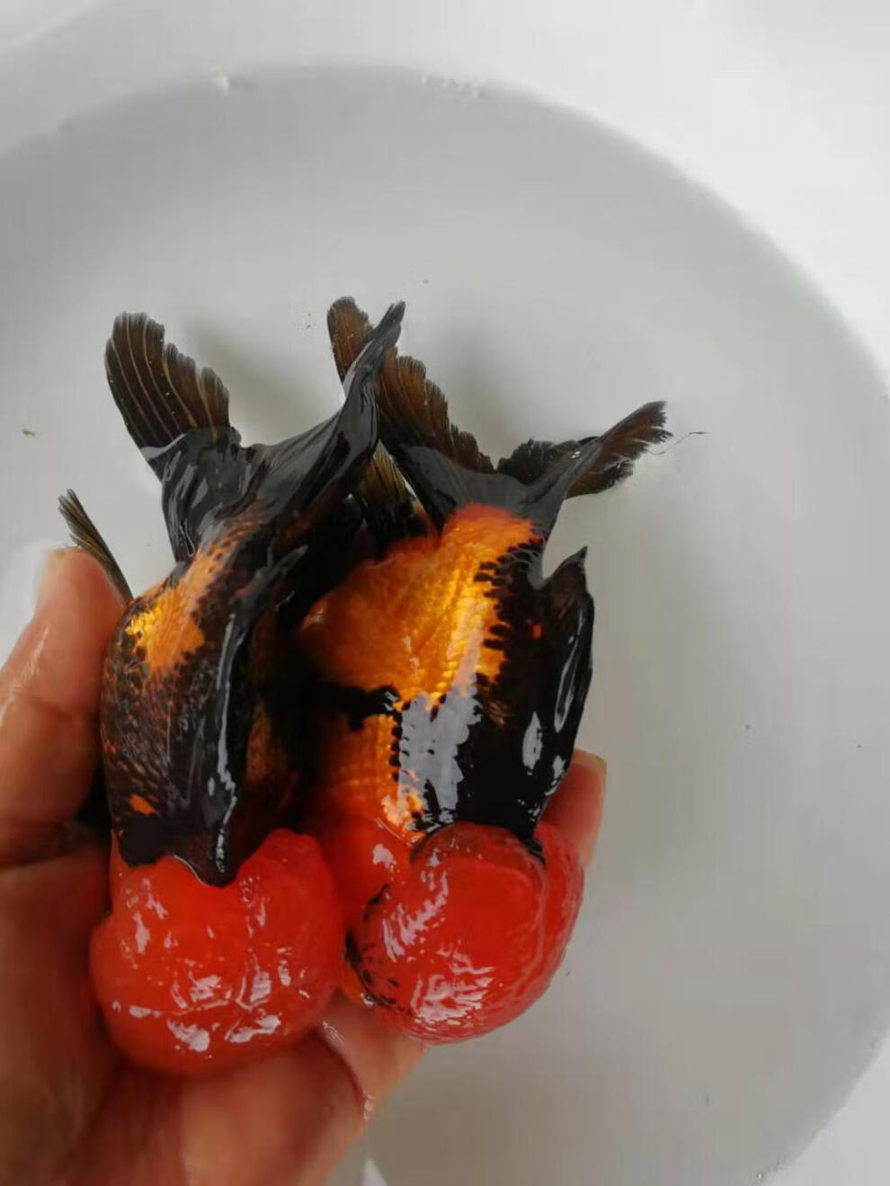 观赏金鱼活体黑红狮子头观赏鱼淡水鱼冷水金鱼活体渔场好养耐活鱼仔