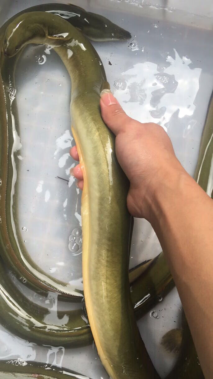 国产淡水黄鳗鱼鲜活河鳗鱼黄鳗鱼1斤到2斤以上一条包活 1.