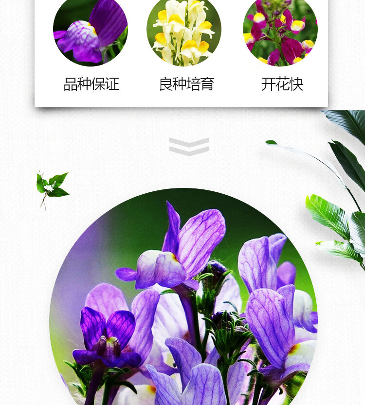 柳穿鱼种子姬金鱼草艳丽混色耐寒多年生花卉庭院阳台盆栽花籽花乡邻里