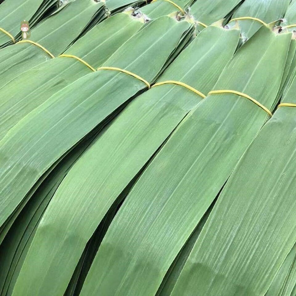 新鲜粽叶天然野生芦苇叶农家当天现摘纯柴叶大粽子叶 500片【多送50片