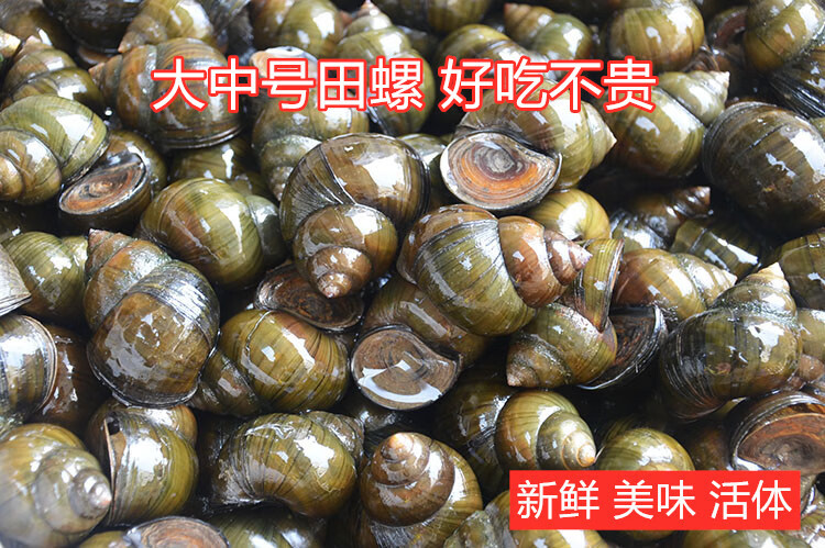钓鱼脆螺5斤钓青鱼螺丝肉鲜活螺蛳活的田螺新鲜田螺活体一元大小2斤