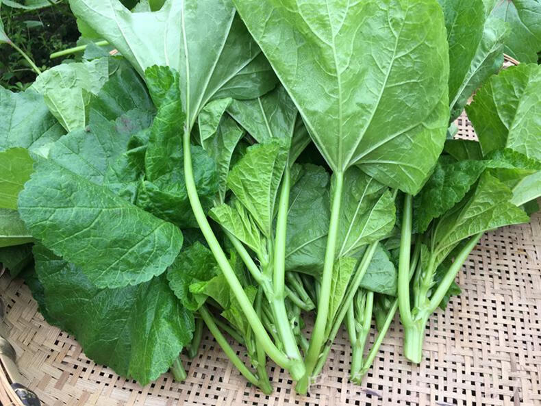 (单天现摘/只发嫩尖)1-5斤装 四川农家自种冬寒菜新鲜蔬菜叶冬汉菜冬