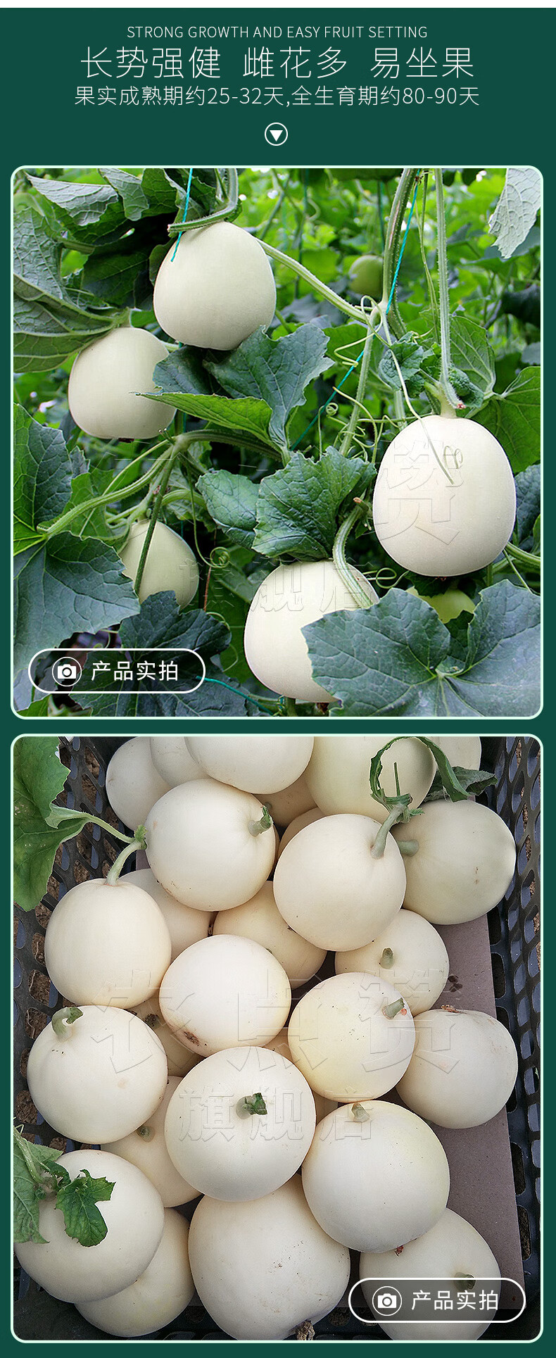 大全四季种植阳台园艺小香瓜白香瓜白甜瓜种籽新品种脆酥香蜜甜瓜种子