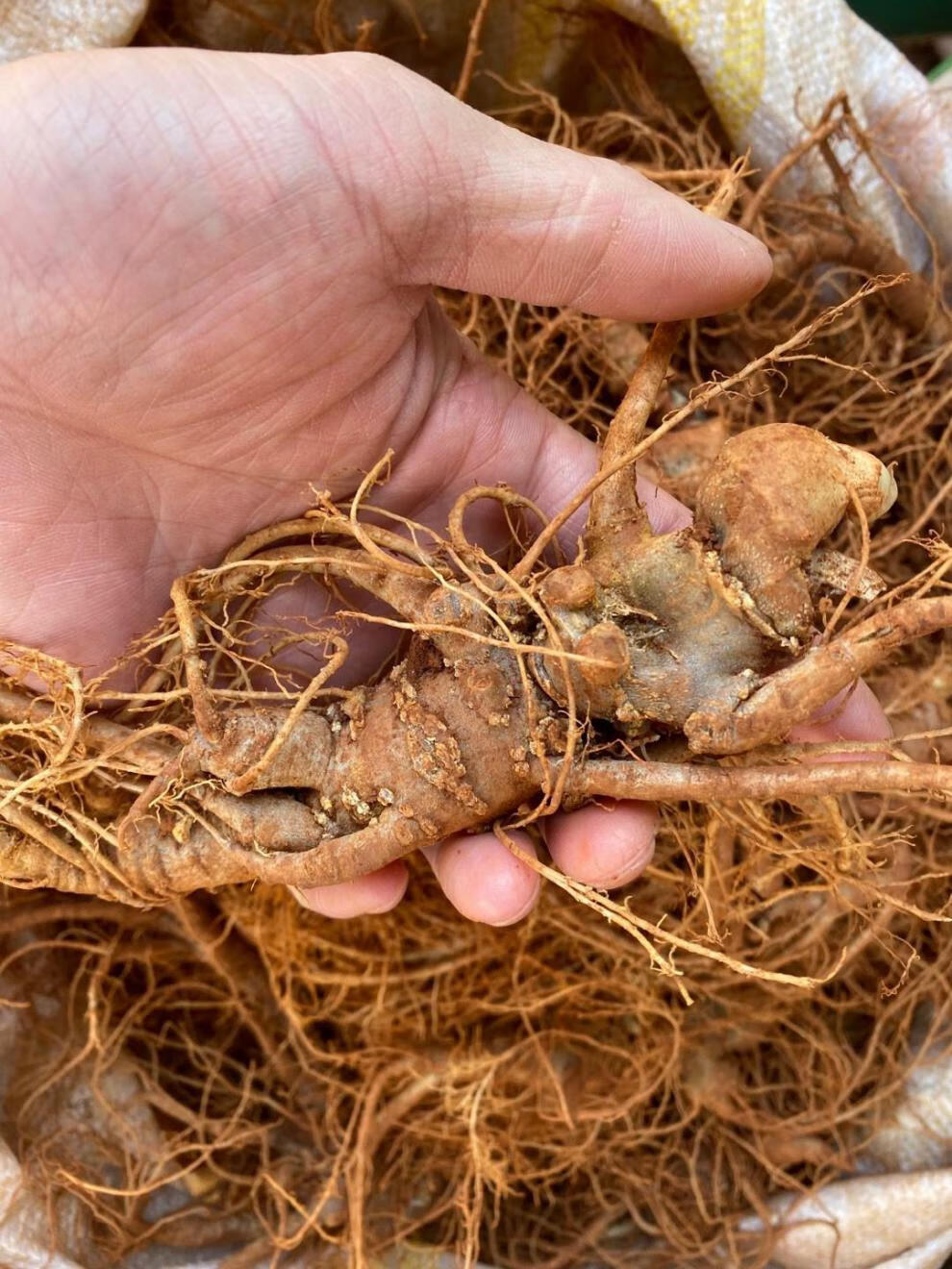 新鲜三七鲜田七500g云南文山特级三七头煲汤料泡酒料多规格新鲜三七15