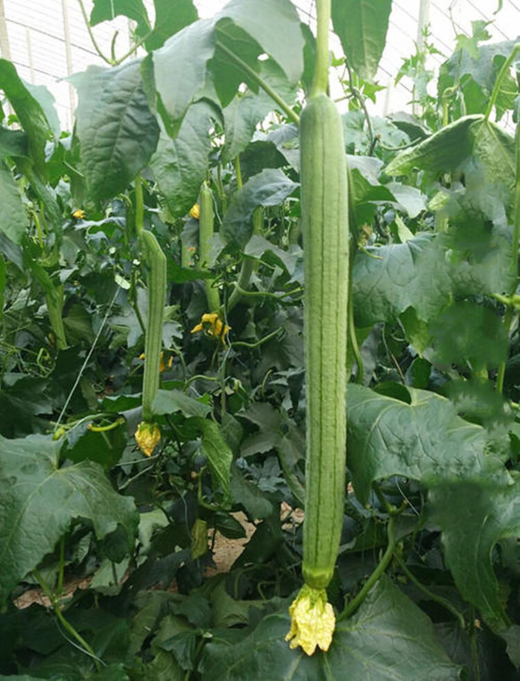 长香丝瓜种子高产早熟长丝瓜籽庭院阳台盆栽四季播蔬菜种子 三包优惠