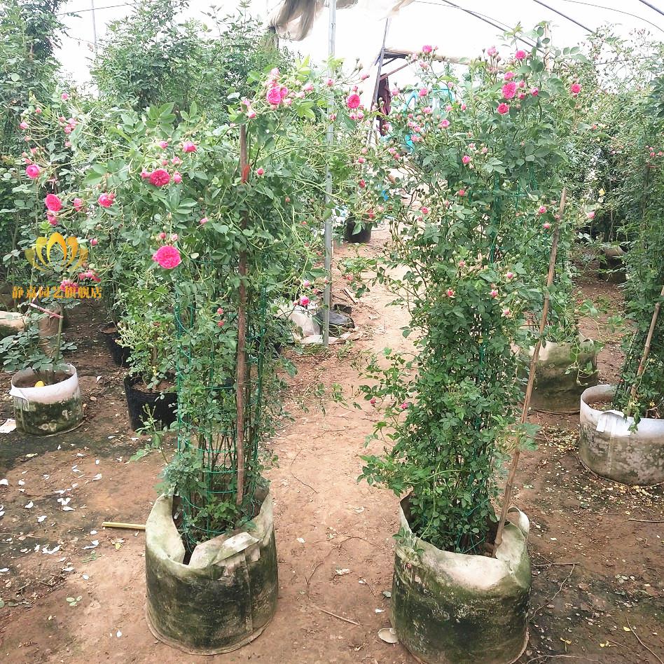 甜蜜红木香花苗黄木香爬藤植物攀爬浓香四季开花红色爬藤蔷薇花苗红木