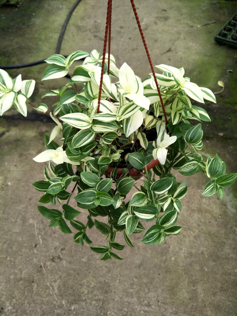 花叶吊竹梅花叶吊兰鸭趾吊兰原盆带吊盆发货虎雀