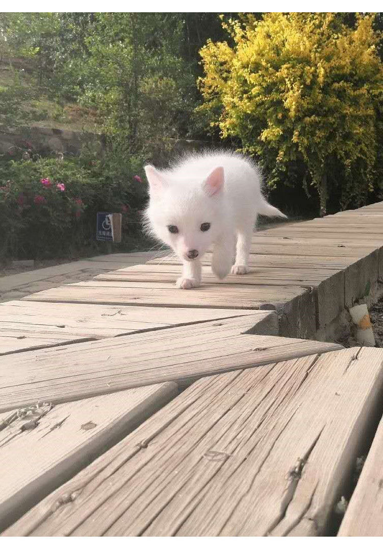 【店铺推荐】养殖场直发小狐狸幼崽活体蓝白狐熊猫狐红狐雪狐冰岛狐萌