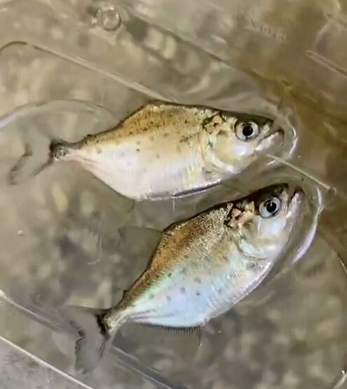 族萃秘鲁黑食水虎钻黑普黑黄钻辛古水虎热带凶猛活体南美虎皮鱼 群养p