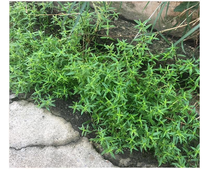 天然仿野生白花蛇舌草百花蛇舌草白花舌蛇草干中药材500g另售半枝莲