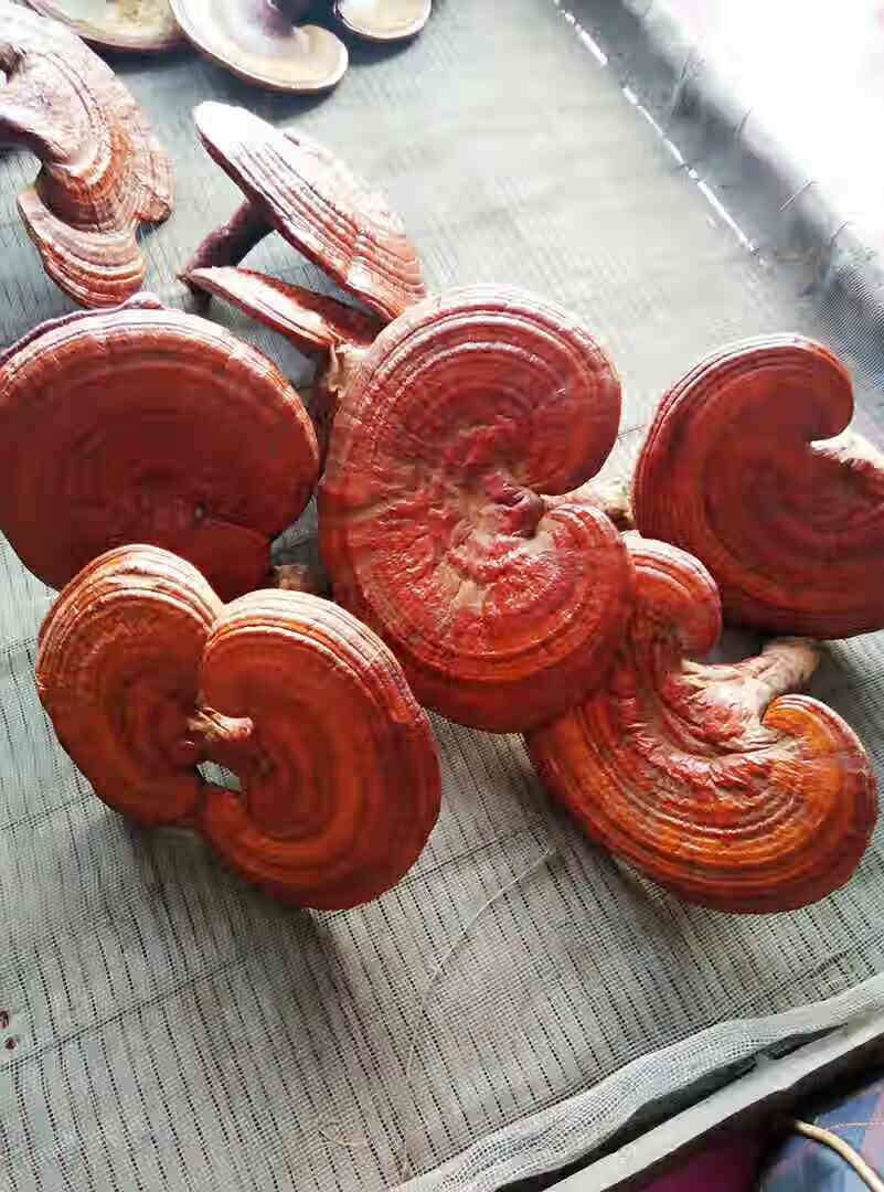 康中尊精选东北灵芝光面灵芝500g长白山赤灵芝红灵芝