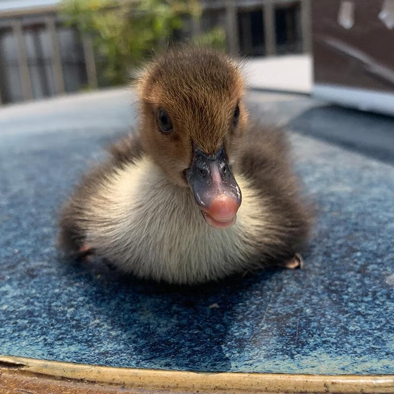 京选推荐宠物鸭子柯尔鸭迷你网红鸭活物宠物鸭活物网红鸭活网红小黄鸭