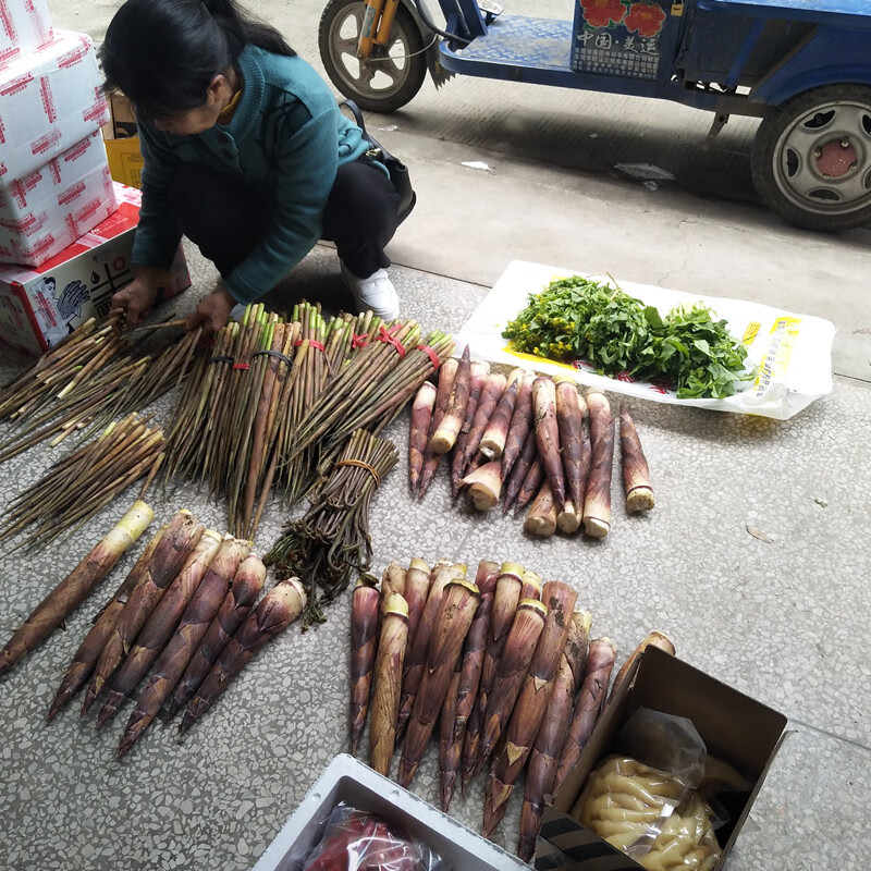 桂林灌阳山竹笋新鲜笋现挖小笋小竹笋新鲜5斤鸟笋带壳雷笋2500g