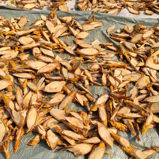 北京同仁堂原料野生中药材穿破石纯根皮 九层皮 山荔枝小柘树根 新鲜