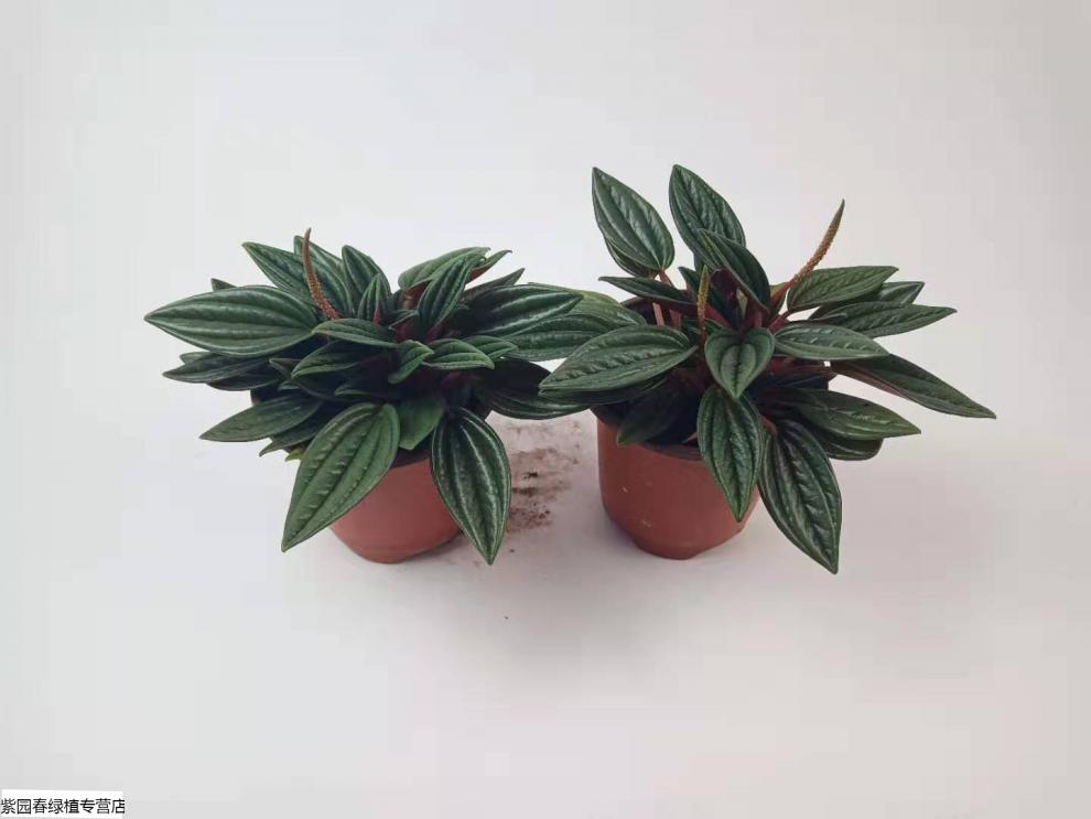 园艺红天使椒草室内植物盆栽办公桌绿植盆栽红天使椒草黑美人迷你盆栽