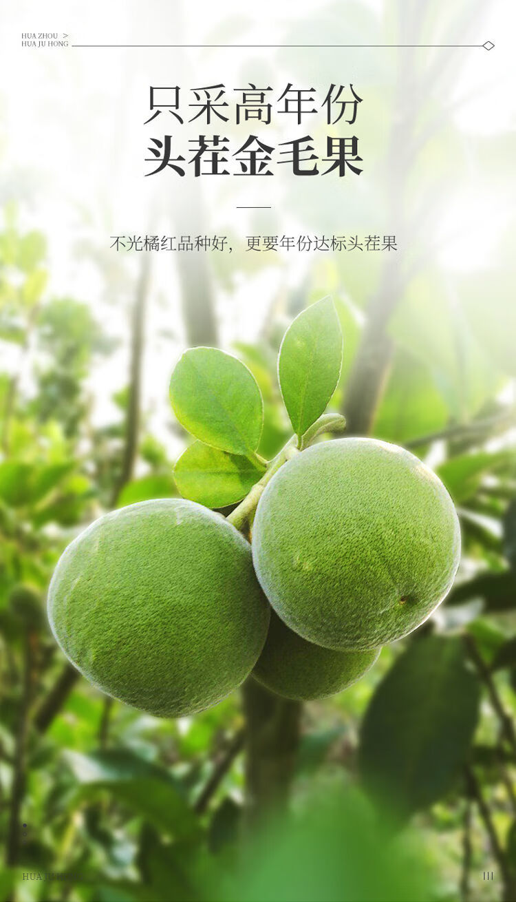 杞里香化橘红150g化州橘红果化州橘红精选化橘红 【1罐装/大份量150g