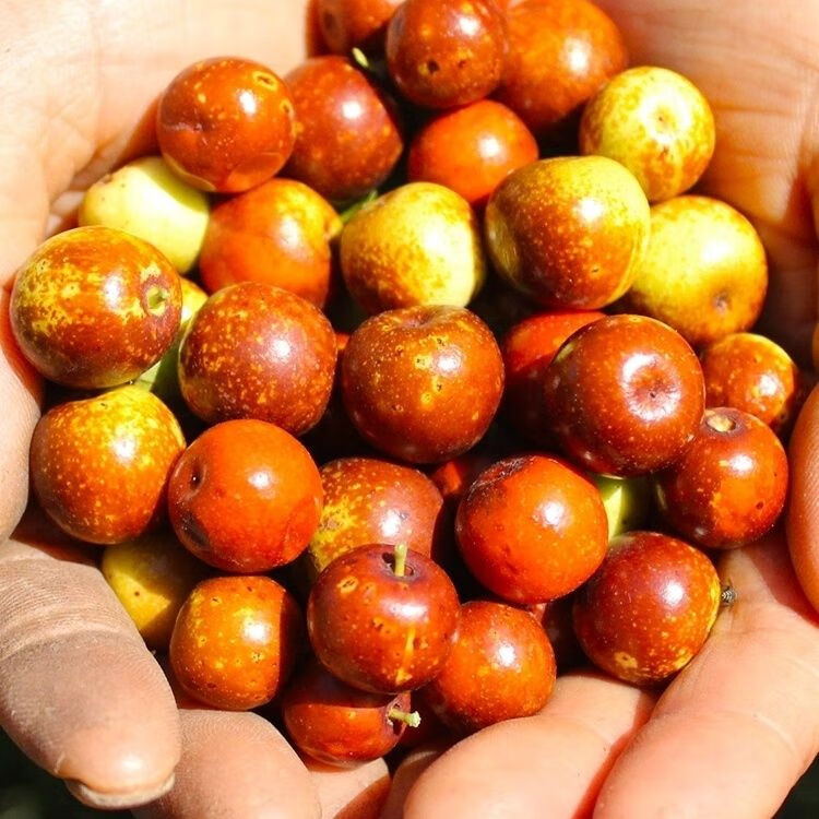 源外 山西野生酸枣现摘现发新鲜野生酸枣马牙枣小红枣酸甜可口500g