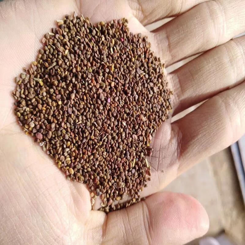 帅轩新采荞麦种子甜荞麦种子黑荞麦种子苦荞麦种子四季种植甜荞麦种子