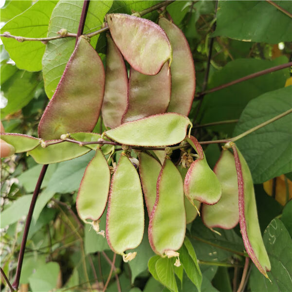 梁平农家新鲜刀豆峨眉豆蛾眉豆梅豆扁豆角猪耳朵红边青扁豆紫扁豆