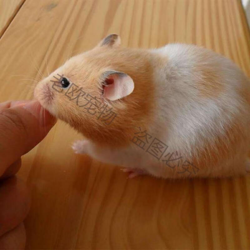 老欧 金丝熊虎纹熊眼圈熊奶牛熊米熊粮食用品大宝宝小宠物 公【打过