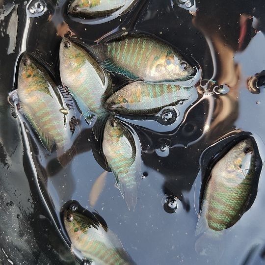 cmcm中国斗鱼巨普普叉野生耐养冷水观赏改良大体型直纹长尾 4-6厘米