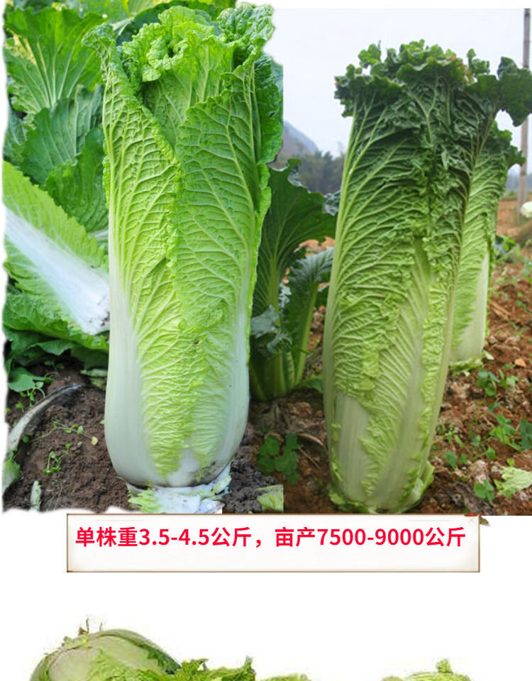 天津绿青口大白菜种子种籽青麻叶秋天高产秋季阳台四季冬季蔬菜孑天津