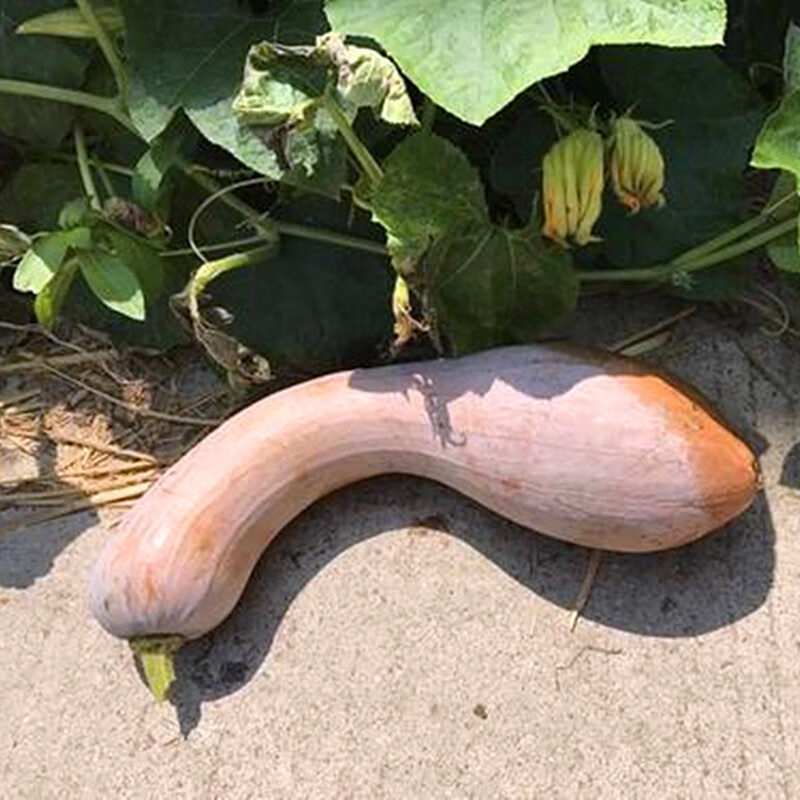 蜜本南瓜种子韩育金钩南瓜种籽香甜干面早熟高产蔬菜密本南瓜种孑韩育