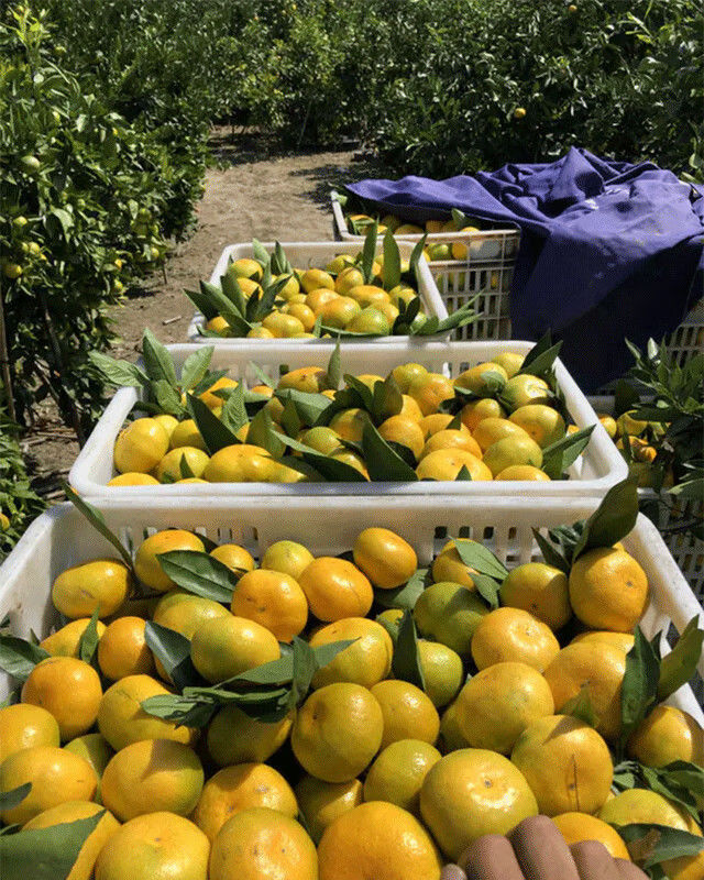 【现货速发】上海崇明横沙蜜桔 水果新鲜 应季橘子水果 桔子 现摘现发