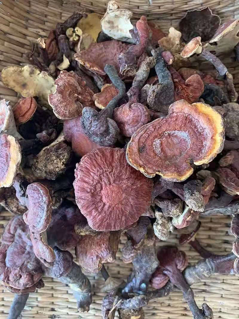 赤灵芝赤芝天然灵芝可切片紫黑灵芝朵泡酒灵芝切片发货中号野生灵芝