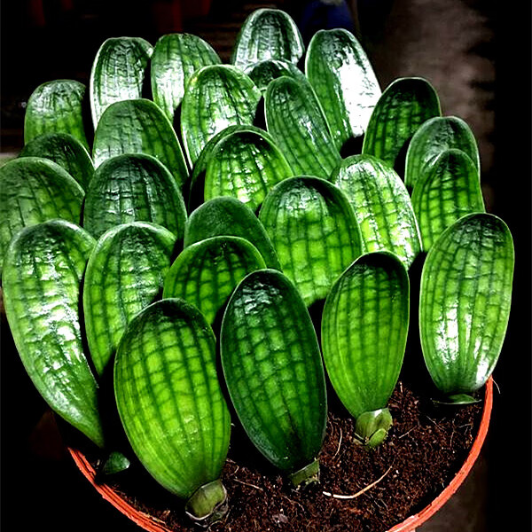 花姬 长春正道精选君子兰 级珍珠王一号子代苗 宽圆头蜡膜花脸麻脸