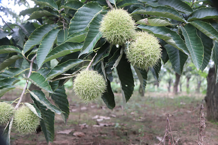 板栗树苗当年结果锥栗苗树南北方种植特大嫁接苗大红袍迁西板栗子