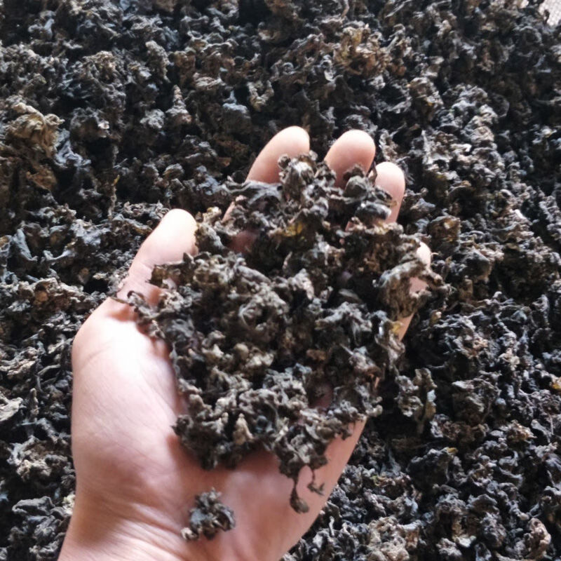 甘肃会宁地皮菜新鲜干货野生免洗精选特产地衣地达地软地木耳野菜